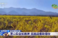 央视关注丨潼关：漫山染金如花屏 连翘迎春助增收