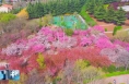 《直通县市》春日芳菲盛 烂漫花竞艳
