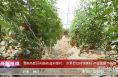 《高新报道》渭南高新区阳曲街道前锋村：水果西红柿销售旺 产业发展步伐快