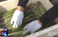 《今朝看华州》渭南市华州区下庙镇：百亩芦笋节节高 特色产业促振兴