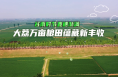 谷雨时节麦穗渐满 大荔万亩粮田蕴藏新丰收