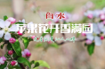 春天的味道！爱吃苹果的你见过苹果花吗？
