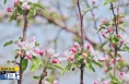 《直通县市》白水：苹果花开香满园