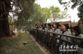 保护古树名木 传承中华文明