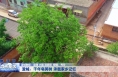 澄城：千年皂荚树 承载家乡记忆