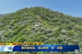 《直通县市》秦岭潼关段：漫山翠绿“醉”初夏