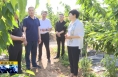 《直通县市》于娟侠调研指导潼关县基层安全维稳和特色产业发展工作