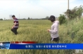 临渭区：加强小麦管理 确保夏粮丰收