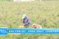 《振兴乡村 美好临渭》临渭区丰原镇北雷村：玫瑰绽放“美丽经济” 花香铺就致富路