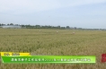渭南市种子工作站召开2023年小麦新品种展示观摩会