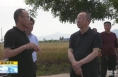《直通县市》景军荣检查富平县夏收夏播及防汛备汛工作