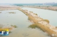 《直通县市》韩城市黄河湿地生态环境持续改善每年过境灰鹤6500余只