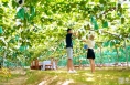 临渭地理标志助力乡村振兴