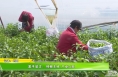 富平留古：辣椒丰收 产业兴旺
