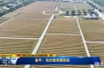 《直通县市》​富平：风吹麦浪穗飘香
