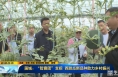 《直通县市》蒲城：“智囊团”支招   西甜瓜新品种助力乡村振兴