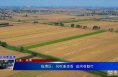 《空中看临渭》临渭区：风吹麦浪香 田间收割忙