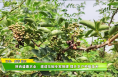 陕西盛康农业：邀请花椒专家授课 提升农户种植技术