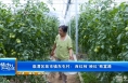 《振兴乡村 美好临渭》临渭区故市镇东屯村：西红柿“映红”致富路