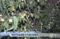 特色产业助增收 乡村振兴后劲足