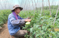 陕西白水：圣女果铺就“红红火火”致富路