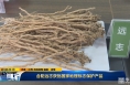 《直通县市》 合阳远志获批国家地理标志保护产品