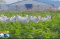 《直通县市》富平羊奶粉品牌价值达76.88亿元