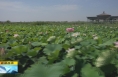 《直通县市》合阳洽川：万亩荷塘 花开绽放