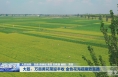 《瞰渭南》大荔：万亩黄花菜迎丰收 金色花海蕴藏致富路