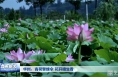 《瞰渭南》华州：青荷擎绿伞 花开暗生香