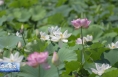 合阳洽川：万亩荷花竞绽放 夏日赏荷正当时
