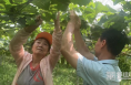 【我和天福樱花的故事第三季】大荔这个“技术小白” 今年咋种出这么好的果儿?
