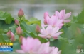 《直通县市》​韩城：“荷”你邂逅 澽水荷花尽斗艳
