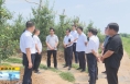 《直通县市》王宏运深入白水县林皋镇苹果标准化示范基地调研指导苹果产业发展工作