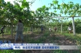 华州：丝瓜花开迎盛夏 瓜农采摘致富忙