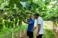 【我和天福樱花的故事第三季】瓜果代办转行种葡萄 自根苗也能高产量