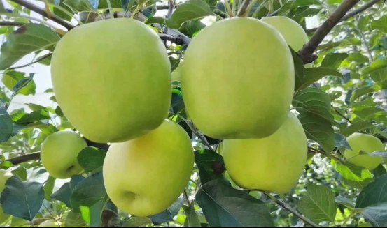 正在上傳... 1a5624c2bae9f63171c9701221cdc017.png