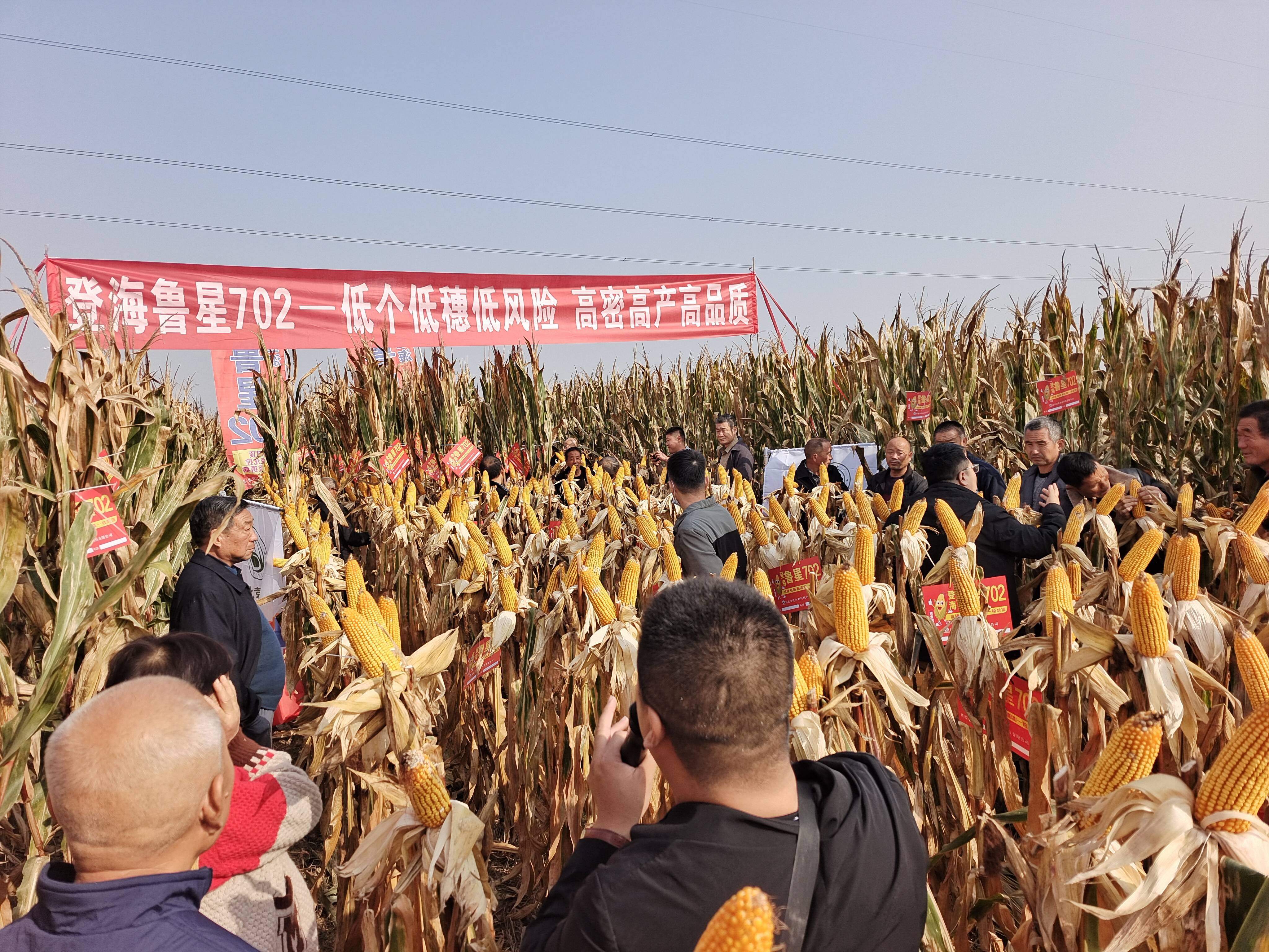新品种玉米喜获丰收未来将在渭南地区全面种植