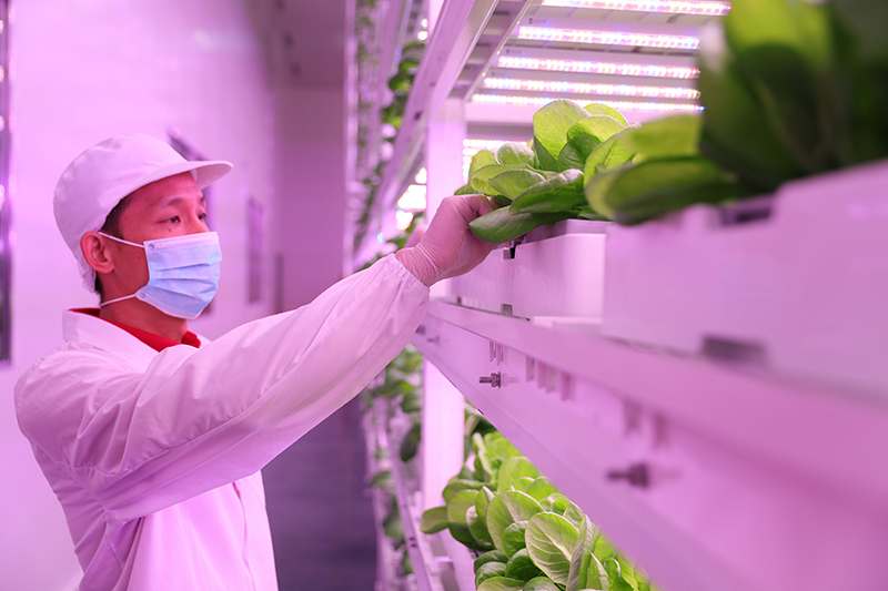 2018年6月15日，福州，技术人员查看蔬菜生长情况。