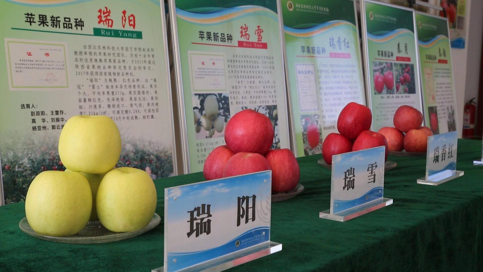 走进白水县苹果产业核心示范区,道路两旁随处可见各类果业公司.