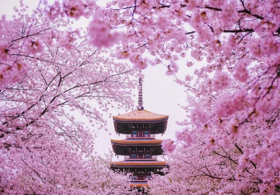 武汉东湖樱花图片素材