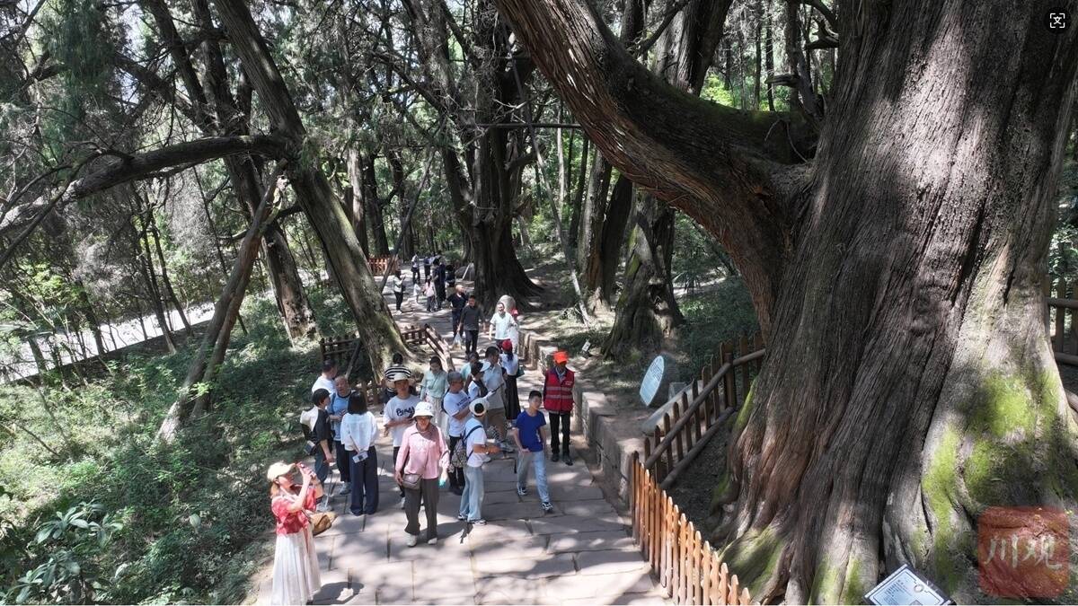 習語回響丨古柏保護網織得更密 千年古蜀道煥發新生機