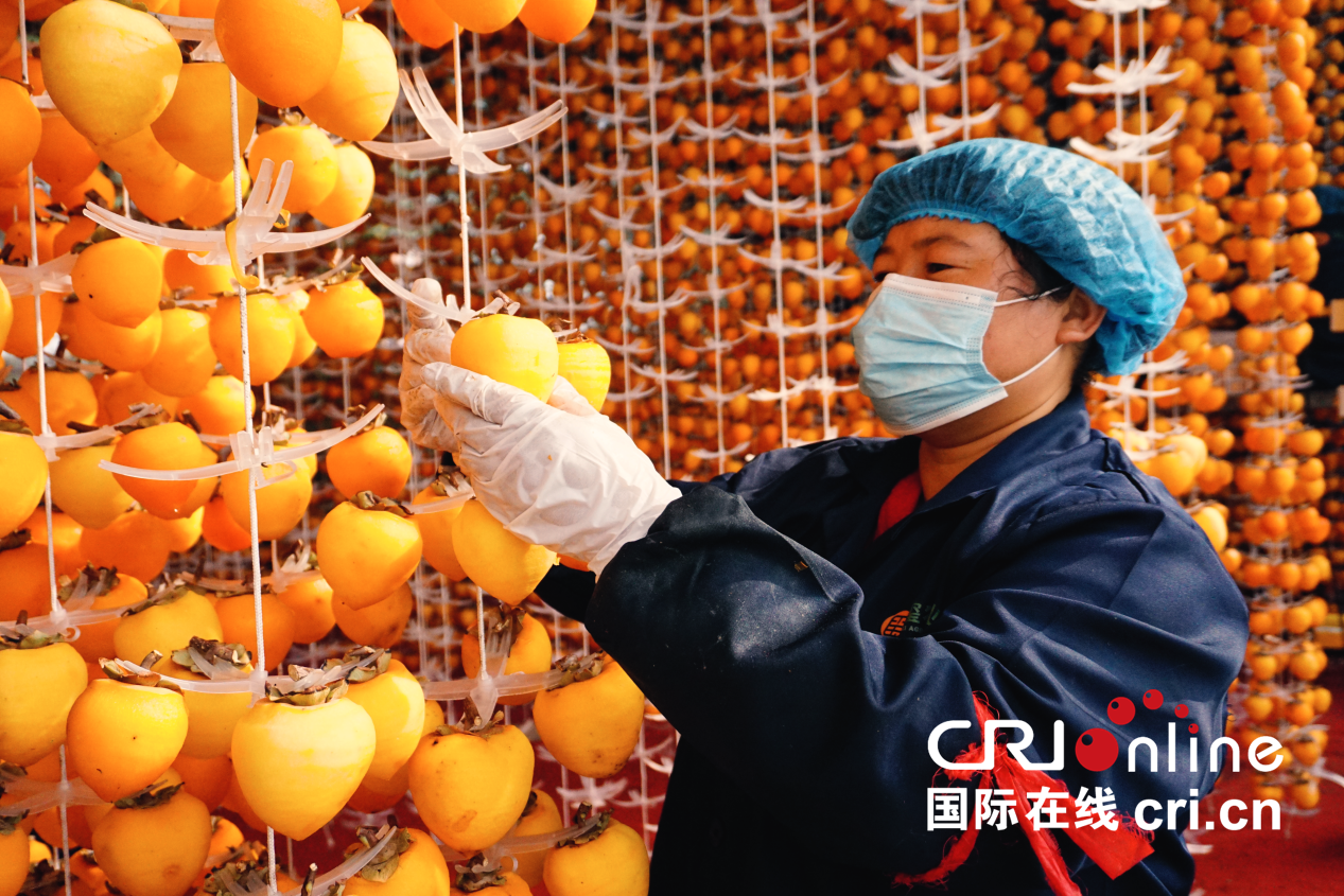 【至“陜”至美】渭南富平:紅柿映黃土 秋收正當時_fororder_圖片5