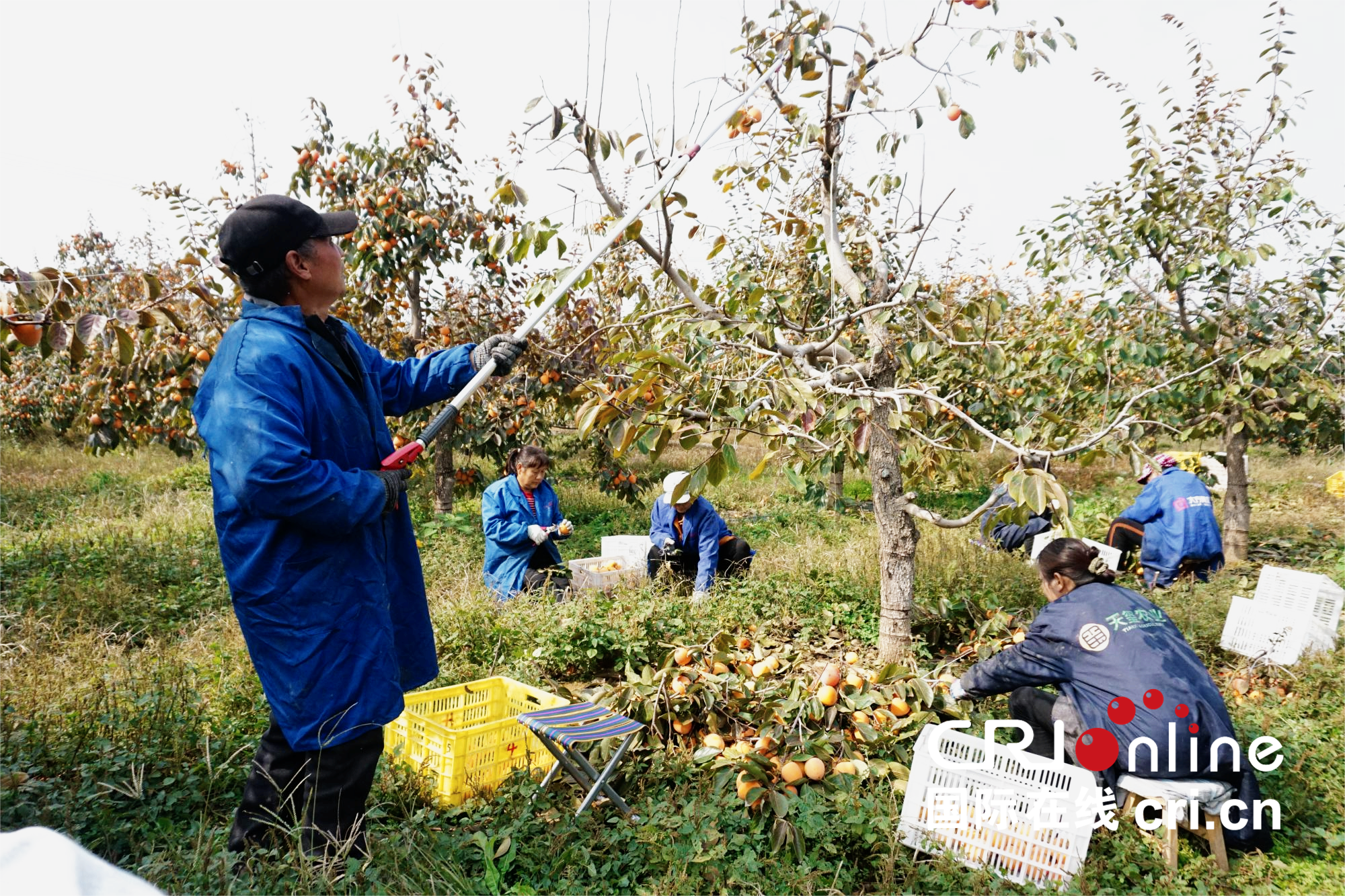 【至“陜”至美】渭南富平:紅柿映黃土 秋收正當時_fororder_圖片1