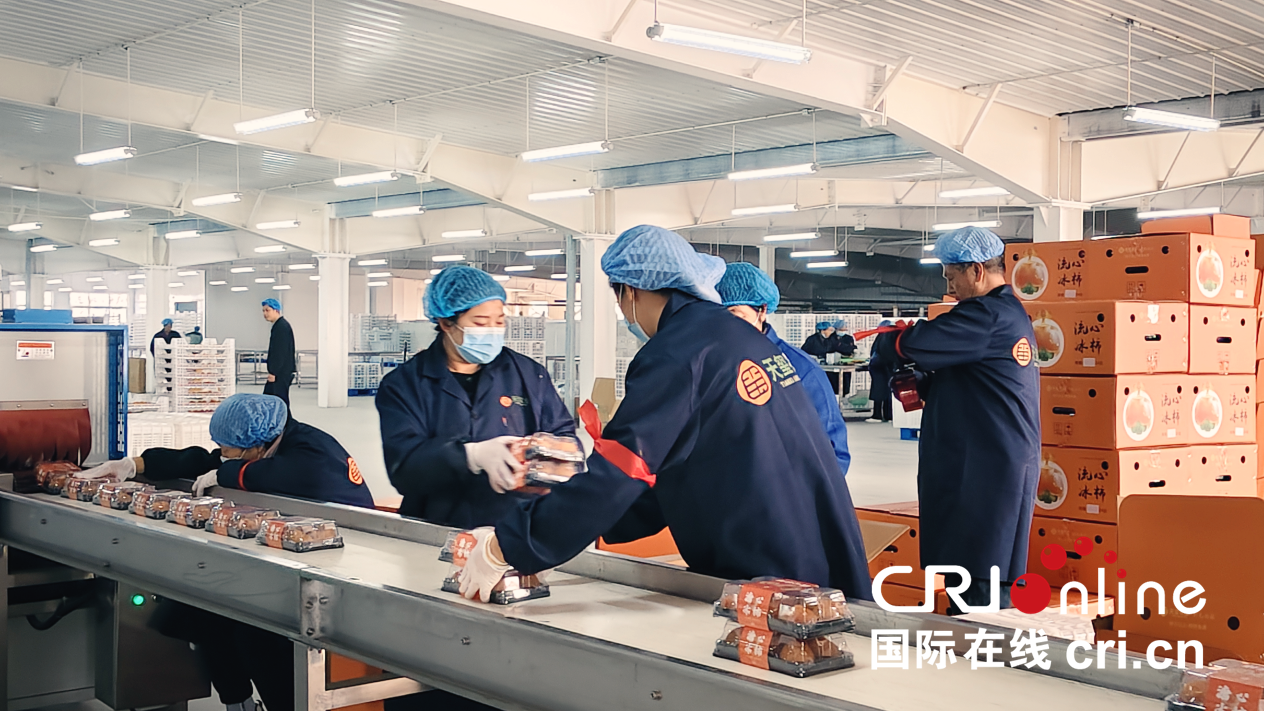 【至“陜”至美】渭南富平:紅柿映黃土 秋收正當時_fororder_圖片8