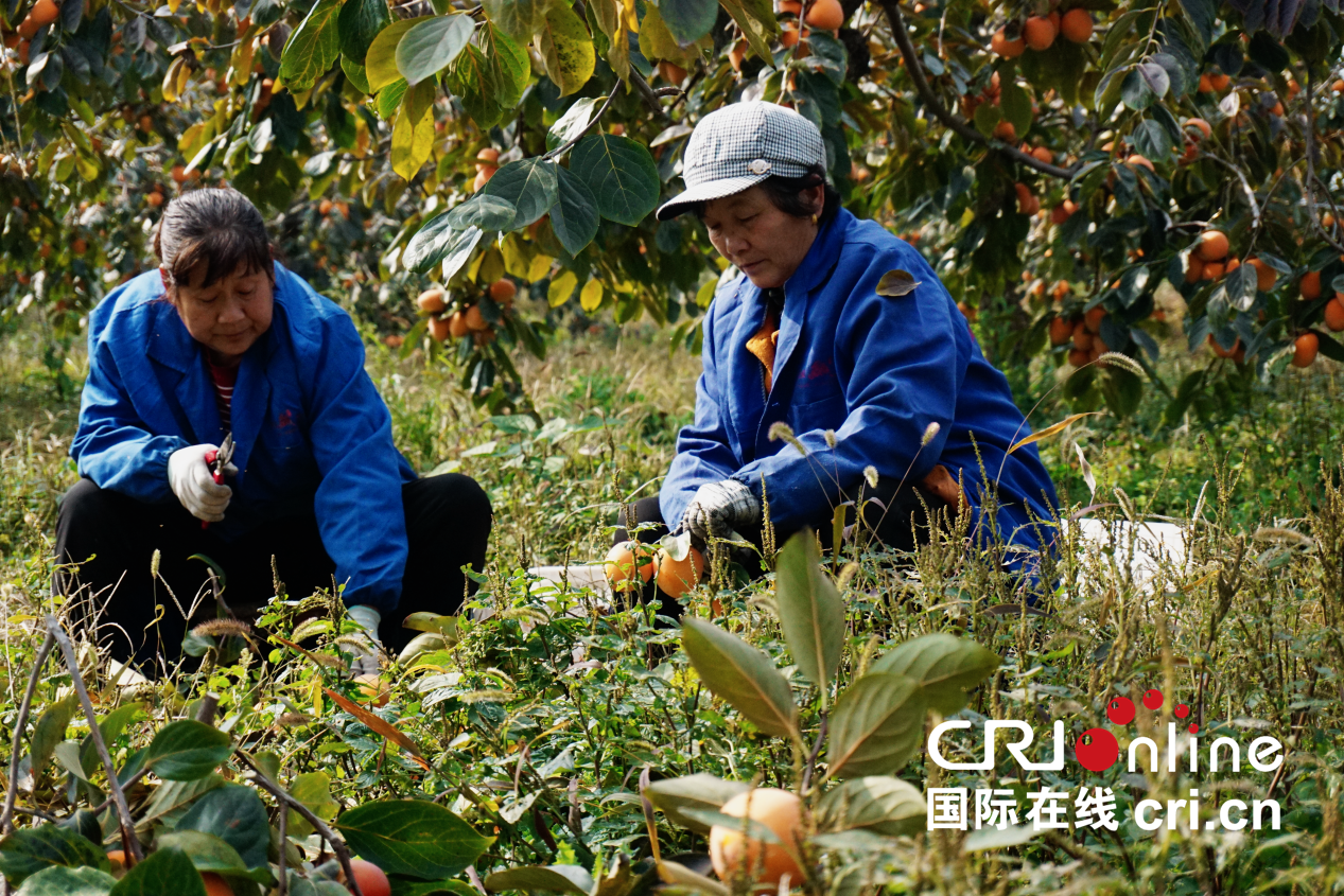 【至“陜”至美】渭南富平:紅柿映黃土 秋收正當時_fororder_圖片2