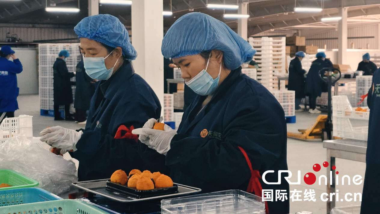 【至“陜”至美】渭南富平:紅柿映黃土 秋收正當時_fororder_圖片7