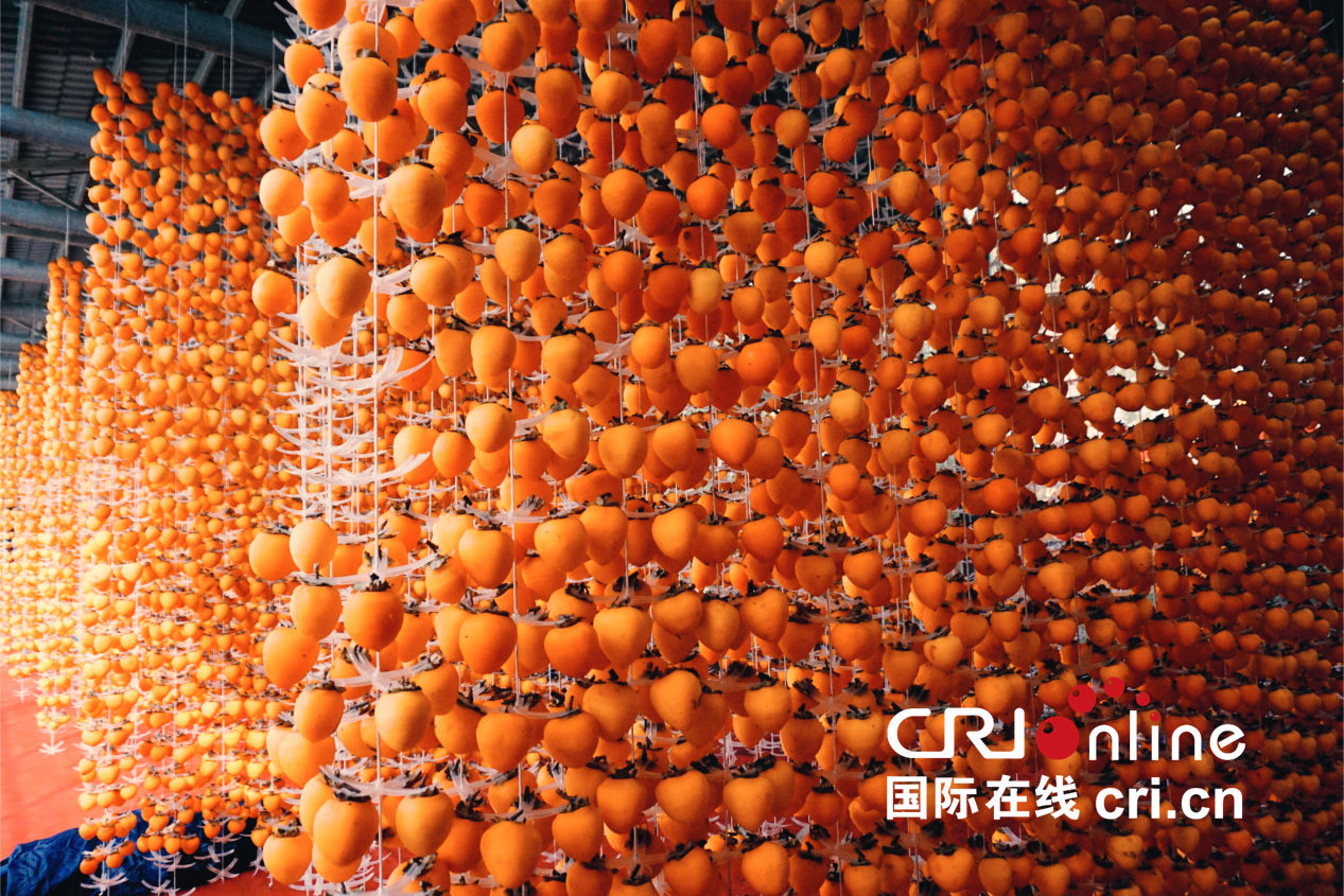 【至“陜”至美】渭南富平:紅柿映黃土 秋收正當時_fororder_圖片1