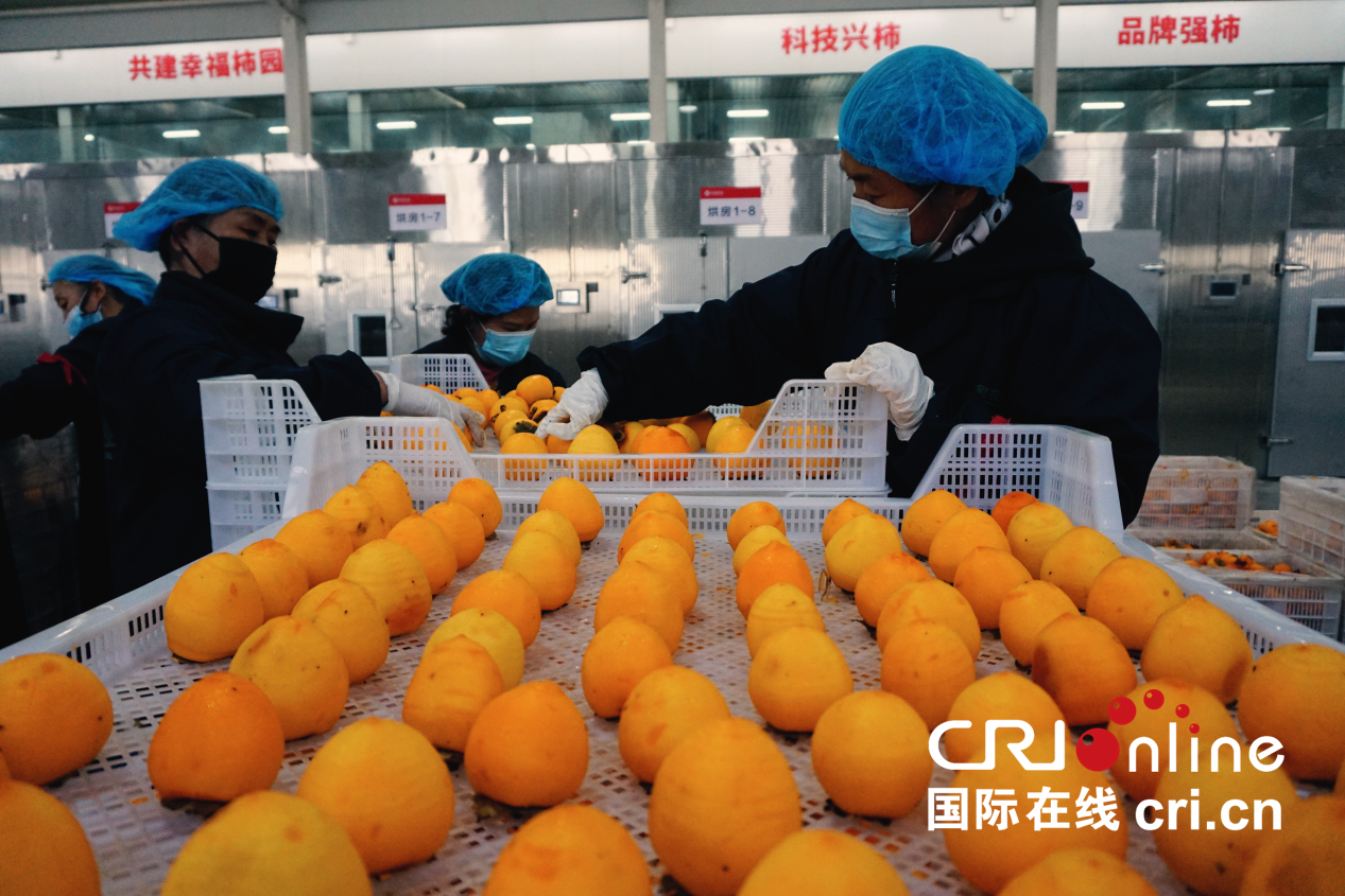 【至“陜”至美】渭南富平:紅柿映黃土 秋收正當時_fororder_圖片6