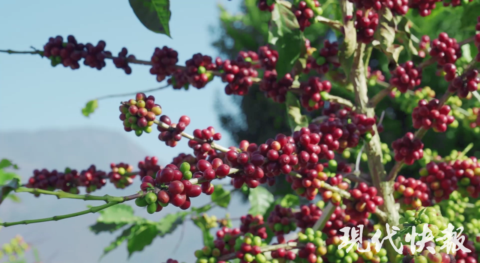 改革者 正青春｜中國咖啡第一村為啥能闖出世界“咖位”？